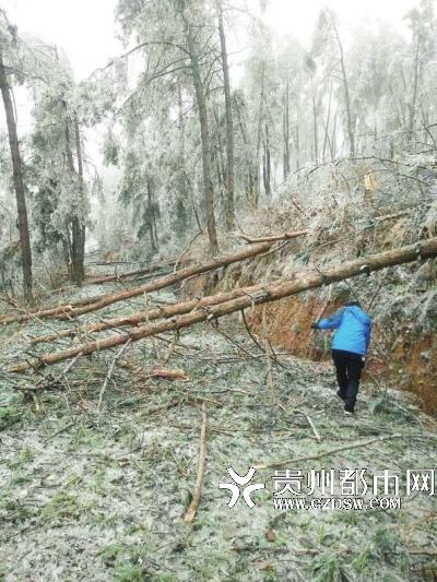 谯家镇通往山里的道路，路边树木难以承受冰雪之重，成片倒下。