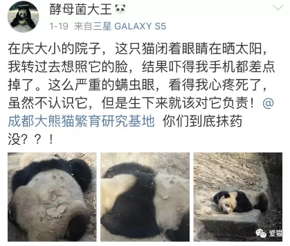 微博网友@酵母菌大王 曝光成都大熊猫繁育研究基地某只大熊猫生了严重的螨虫眼