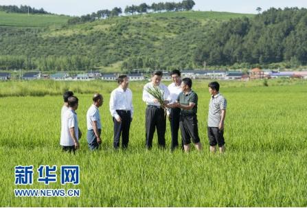 2015年7月16日至18日，习近平在吉林调研。这是7月16日，习近平在延边州和龙市东城镇光东村视察水稻长势。（图片来源：新华网）