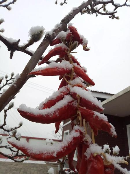 昨天,门头沟斋堂气象站出现明显降雪。(图/王芳)