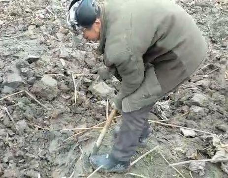 藕农在寒冬中挥动铁锹挖藕的场景。