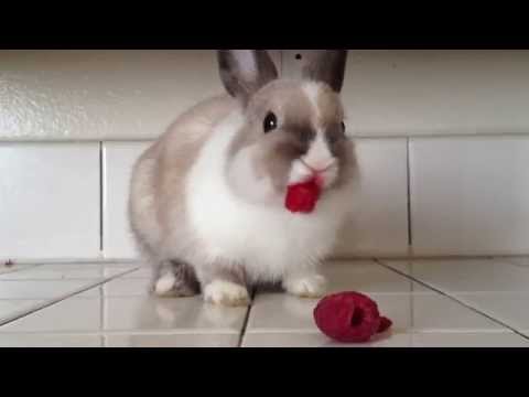 呆萌！小兔子吃树莓 吃出个烈焰红唇