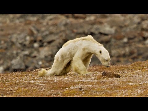 心碎！北极熊瘦骨如柴努力求生 摄影师含泪拍下蹒跚