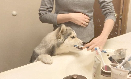 宠物狗也讲卫生：喜欢主人为其刷牙