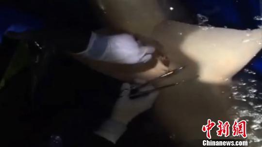 图为手术现场。 韦金妮 摄