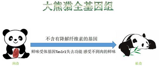 从大熊猫全基因组数据分析大熊猫为什么从肉食动物转变为植食动物。吕佳璐 制图