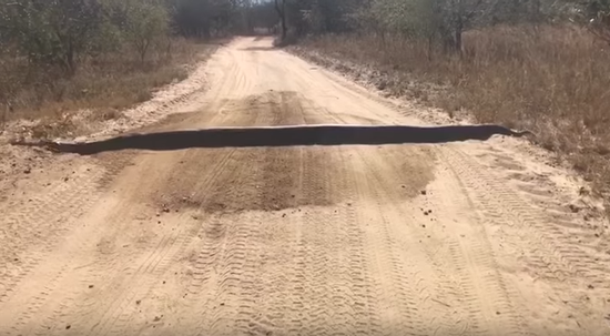 南非司机乡间路遇“减速带” 走近后发现竟是巨蟒