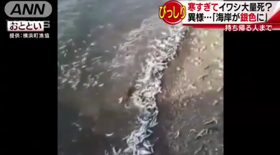 日本青森县海岸出现大量沙丁鱼尸体(来源:日本朝日电视台)