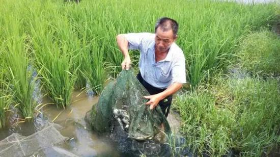 孔蒲中收获稻田中的甲鱼 受访者供图