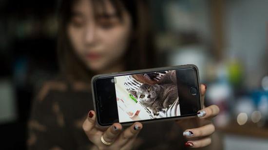 澎湃新闻:华人猫贩低价购病猫 高价转卖中国留学生被投诉