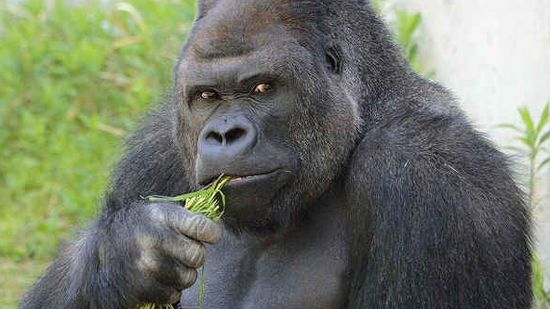 参考消息:猩猩也抽烟？印尼动物园监管不力遭动保人士谴责
