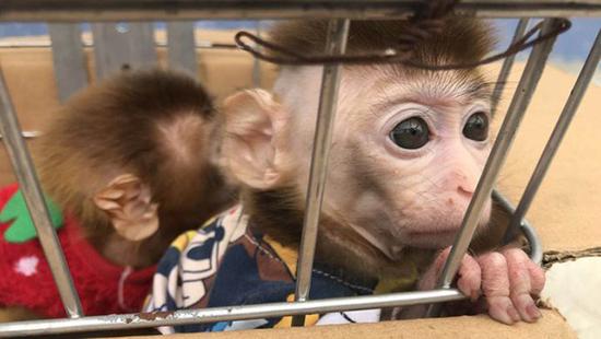 澎湃新闻:夫妻景区抓猕猴当宠物养2个月 被提起公诉(图)