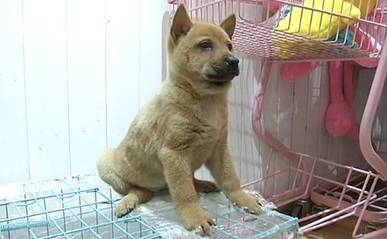 6000元柴犬变小土狗 宠物店:我又没逼他买