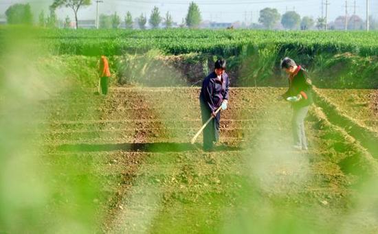 农业部在研究制定落实土地承包期再延长30年的政策,继续深化农村土地制度改革。 新华社 图
