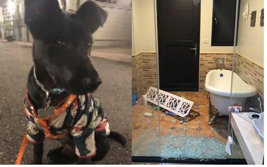 花莲强震前狗狗猛吠、抓地!狗主人惊呼“它救了我一命”。(图片来源:台湾《中时电子报》)