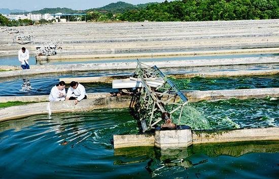 生物科技企业员工在查看微藻培育情况。视觉中国 资料图