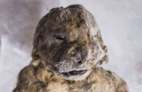 实拍：科学家发现冰河时期穴狮尸体 保存完好