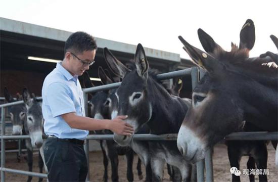 东阿黑毛驴