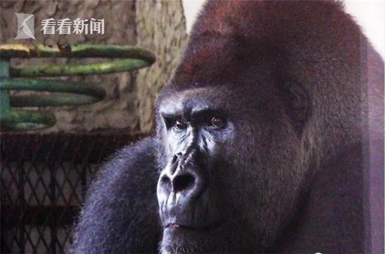 上海动物园44岁大猩猩博罗曼离世 相当于人类90岁