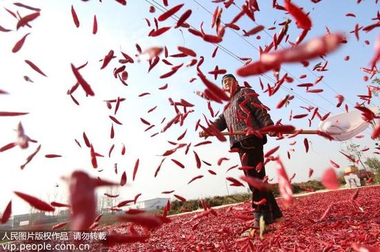 2017年11月10日，安徽省濉溪县刘桥镇留古村村民在晾晒辣椒。