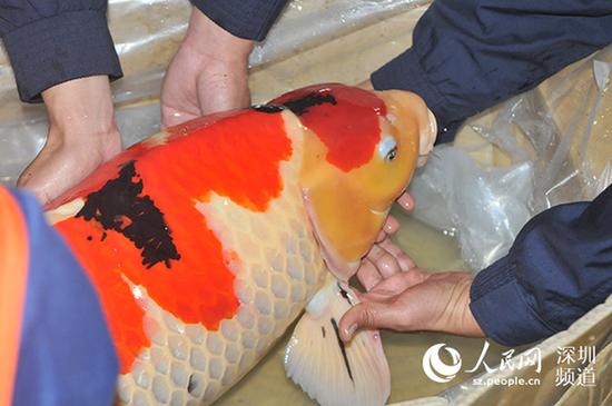 1月8日，文锦渡海关查获查获日本产大型名贵锦鲤鱼23条及锦鲤鱼苗一批。 人民网 图