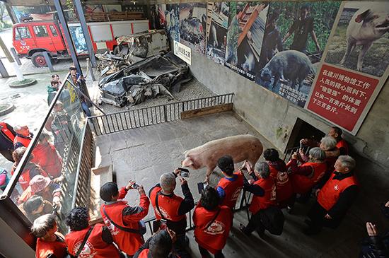2017年3月7日，建川博物馆，“猪坚强”住所共有一室一厅两间房子。外面的客厅是睡觉和供人观赏之处，里面一间是它吃饭睡觉洗澡的地方。视觉中国 资料图