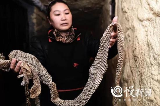 胡晓霞手中的眼镜蛇蛇蜕是一味中药,可以治疗惊痫、咽喉肿痛、疥癣、目翳等病症