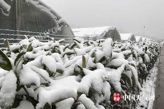 昨天,湖北十堰丹江口出现明显积雪。(图/李梦蓉)