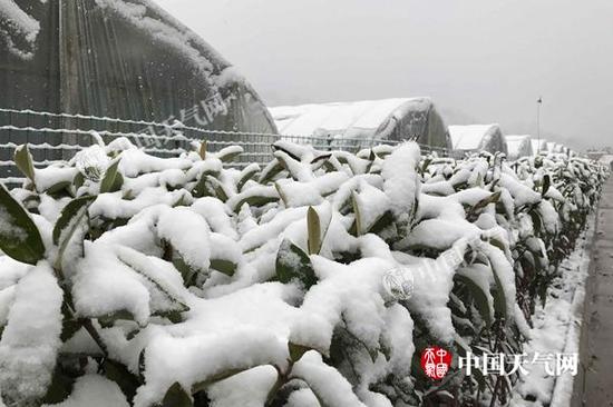 昨天，湖北十堰丹江口出现明显积雪。（图/李梦蓉）