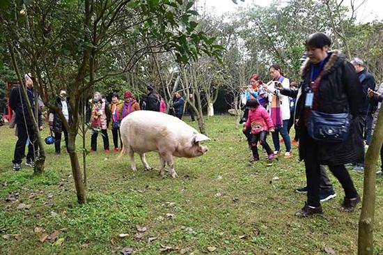 2017年12月25日，“猪坚强”走出“套房”溜达，引来众多游客为其拍照。东方IC 图