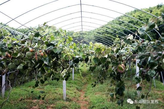 东海舰队官兵帮扶村民开垦荒地种植树苗，如今瓜果飘香枝繁叶茂