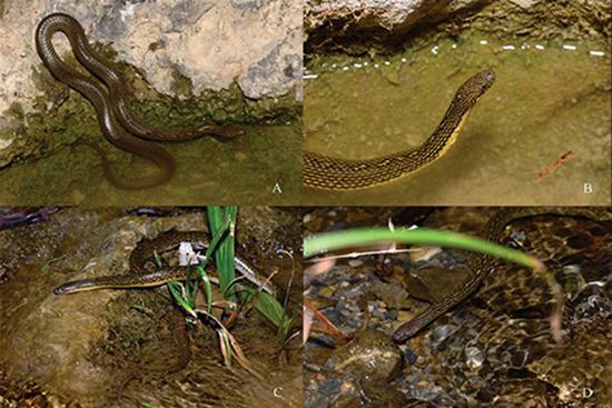 赵氏后棱蛇Opisthotropis zhaoermii 正模CIB109999（图A、图B，雌性成体）与副模CIB109998（图C、图D，雄性成体）生活时照片。