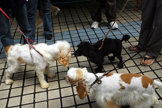 海口明珠广场拍摄的几只等候免费打狂犬疫苗的宠物狗。视觉中国 资料图