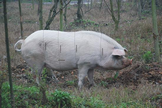 2009年6月16日，建川博物馆为“猪坚强”测量“三围”。“猪坚强”身上被标上“三围”数据。东方IC 资料图