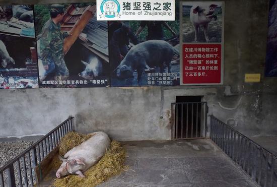 2018年1月6日，建川博物馆。目前“猪坚强”的脚部伤势加重，几乎整天蜷睡在草堆，唯有靠人搀扶才能借力起身。视觉中国 图