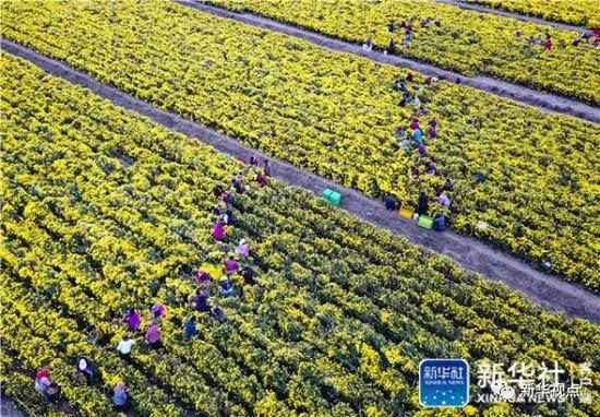 江苏淮安白马湖畔，当地农民在采摘菊花（11月12日摄）。据悉，这千余亩菊花所在的白马湖中草药养生产业园，是淮安目前最大的菊花种植基地，也是当地政府着力打造的集花卉种植、药材加工、旅游观光等功能于一体的现代农业科技园区。新华社记者 李响 摄