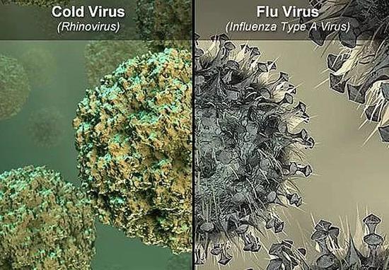 引起普通感冒的是鼻病毒（左），引起流感的是流感病毒（右）