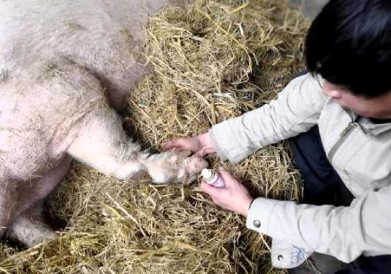 2018年1月4日，饲养员龚国成在给“猪坚强”喂药、上药。樊建川 微博图