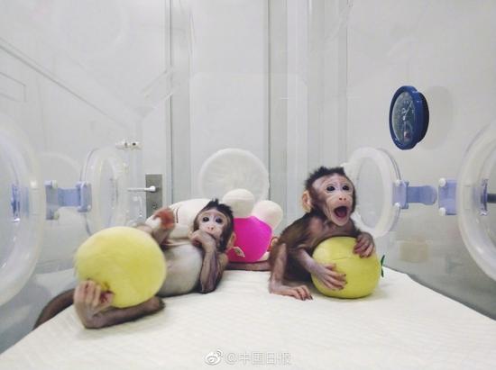 中国新闻网:第三只体细胞克隆猴本月底出生 它们到底有啥用？