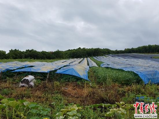 吉林省各类毁林问题时有发生。图为2017年8月24日，中央第一环境保护督察组现场检查发现，延边自治区一处毁林种植人参现场。