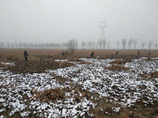 藕农们正在地里忙着挖藕。