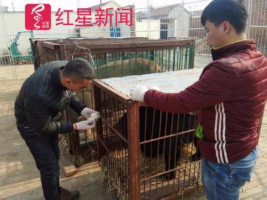 ▲之前被扣押的动物被运回来了，李荣庆在笼子前给黑熊喂食   受访者供图