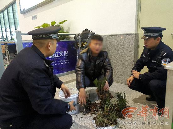 华商报:4人私挖野生兰花欲带回家 过安检被拦:系保护植物