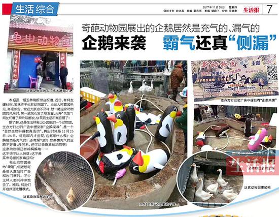 11月30日,当代生活报曾报道玉林龟山动物园的“企鹅展”事件。