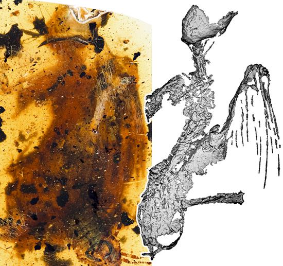 澎湃新闻:中外科学家发现一亿年前最完整古鸟 蜂鸟大小(图)