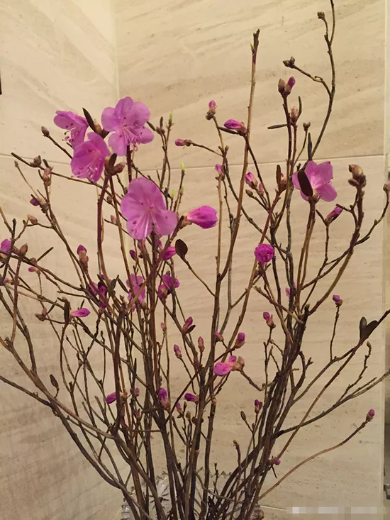▲朋友圈里晒出的枯枝开花