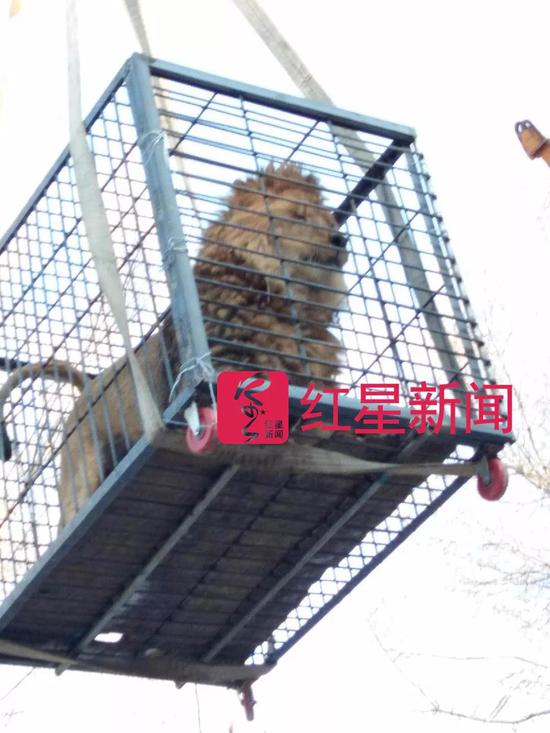 ▲之前被扣押的动物被运回来了，笼子中的狮子   受访者供图