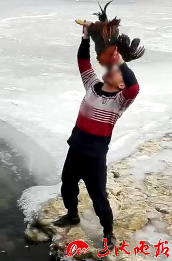 凤凰彩票app下载安装为引关注直播生吃活鸡 凤凰彩票app下载安装为引关注直播生吃活鸡