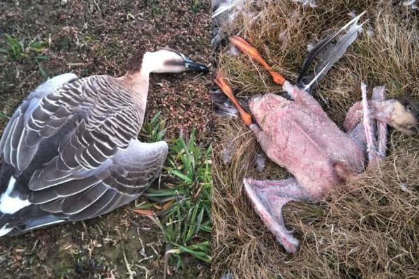 阿苏林-乐鱼app(leyu)官方网站-乐鱼官网