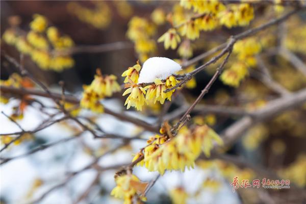 河南建业vs广州恒大